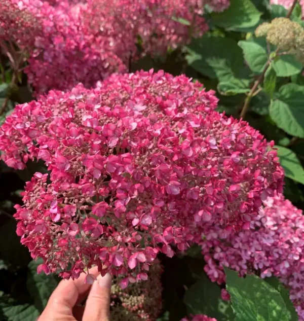 Pink-Annabelle-Kokveida-hortenzija-Hydrangea-arborescens.webp Pink Annabella | Kokveida hortenzija Hydrangea arborescens