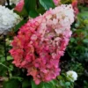Skaraina-hortenzija-hydrangea-paniculata-Magical-Mount-Fuji-1.webp Magical Mount Fuji | Skarainā hortenzija Hydrangea paniculata
