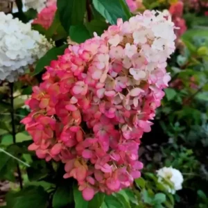Skaraina-hortenzija-hydrangea-paniculata-Magical-Mount-Fuji-1.webp Magical Mount Fuji | Skarainā hortenzija Hydrangea paniculata