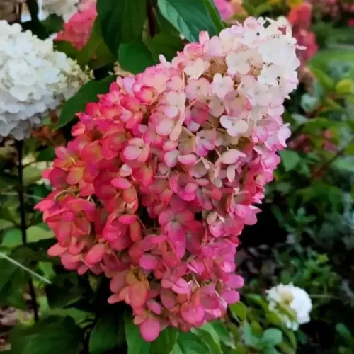 Skaraina-hortenzija-hydrangea-paniculata-Magical-Mount-Fuji-1.webp Magical Mount Fuji | Skarainā hortenzija Hydrangea paniculata