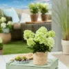 Bloomulus Cloud Stratus | Skarainā hortenzija Hydrangea paniculata