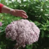 Sweet-annabella-hydrangea-arborescens-kokveida-hortenzija Hydrangea arborescens kokveida hortenzija sweet annabella