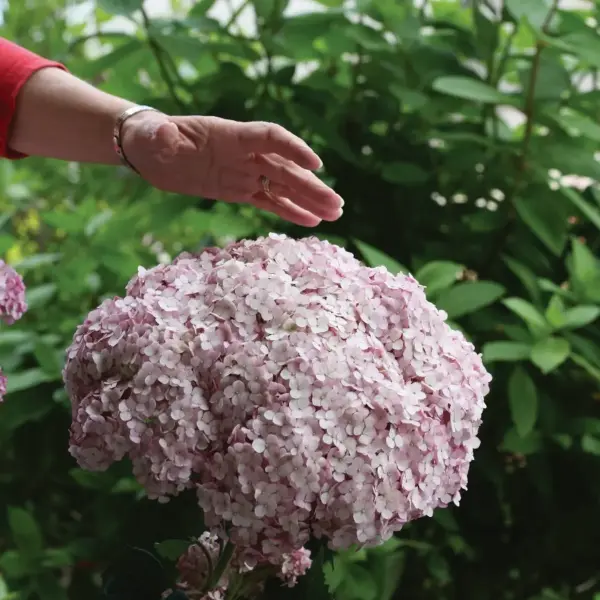Sweet-annabella-hydrangea-arborescens-kokveida-hortenzija Hydrangea arborescens kokveida hortenzija sweet annabella