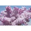 Syringa hyacinthiflora Buffon Hiacintziedu cerins