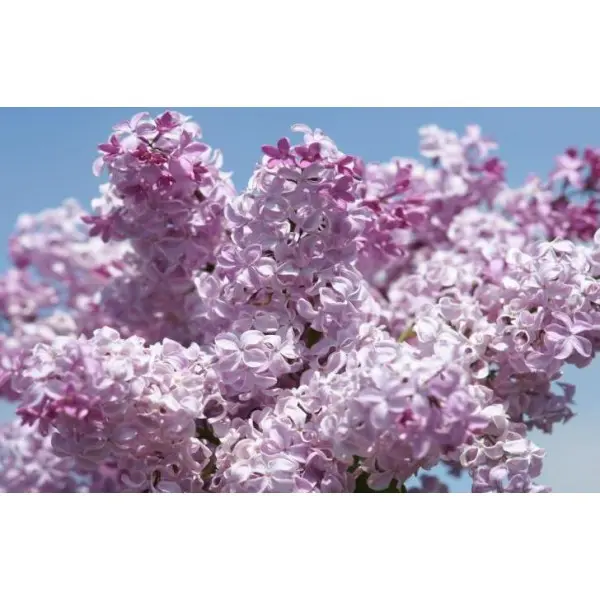 Syringa hyacinthiflora Buffon Hiacintziedu cerins