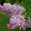 Syringa hyacinthiflora Buffon Hiacintziedu cerins