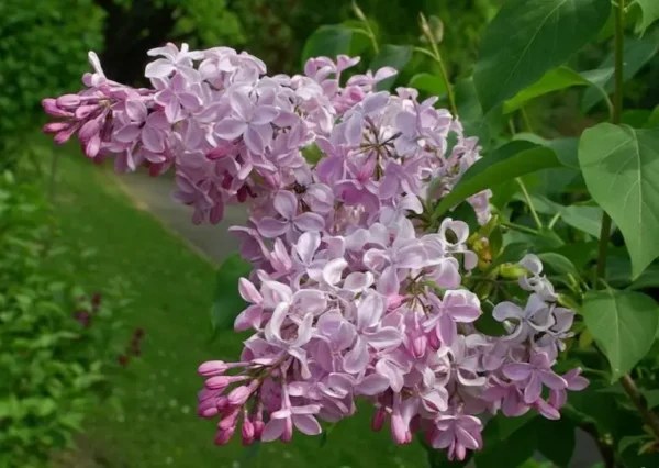 Syringa hyacinthiflora Buffon Hiacintziedu cerins