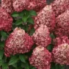 Pantheon | Skarainā hortenzija Hydrangea paniculata