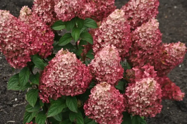 Pantheon | Skarainā hortenzija Hydrangea paniculata