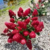 Fraise Melba | Skarainā hortenzija Hydrangea paniculata