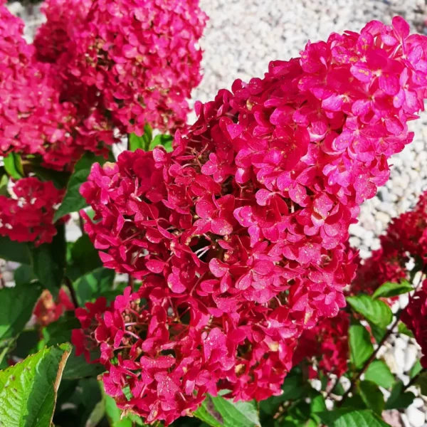 hydrangea paniculata skaraina hortenzija fraise melba