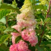 hydrangea paniculata skaraina hortenzija fraise melba