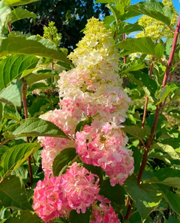 hydrangea paniculata skaraina hortenzija fraise melba