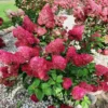 hydrangea paniculata skaraina hortenzija fraise melba