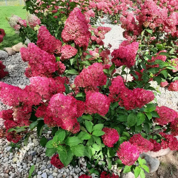 hydrangea paniculata skaraina hortenzija fraise melba