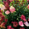 hydrangea paniculata skaraina hortenzija fraise melba