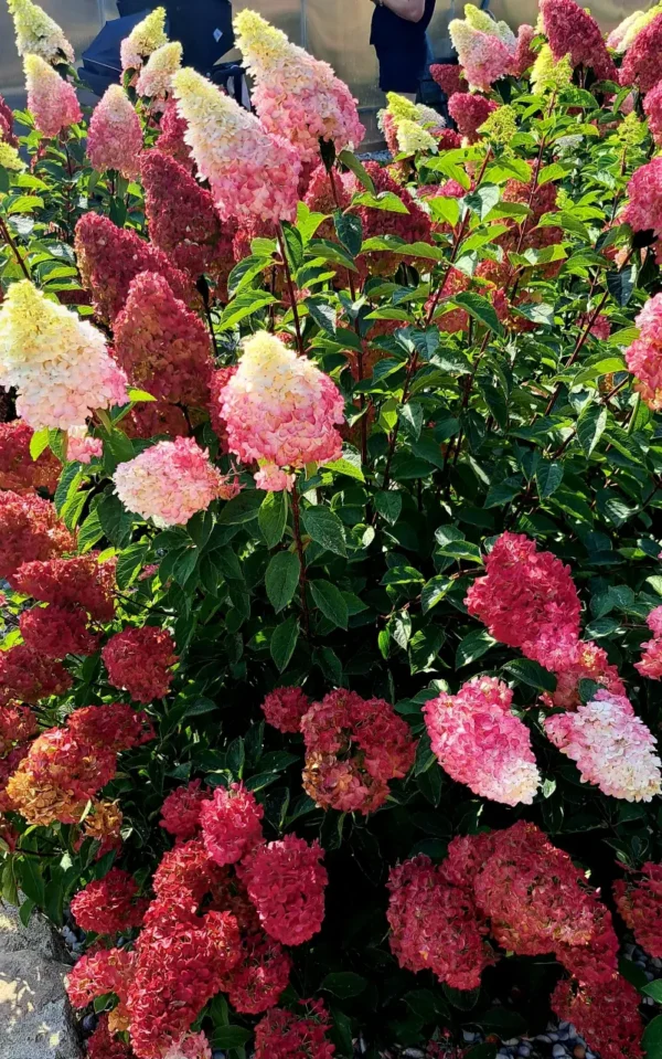 hydrangea paniculata skaraina hortenzija fraise melba