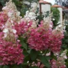 hydrangea-pinky-winky-hortenzija-skaraina-paniculata.webp Pinky Winky | Skarainā hortenzija Hydrangea paniculata