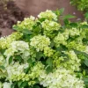 kaskades hortenzija cascade hydrangea fairytrail green