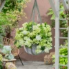kaskades hortenzija cascade hydrangea fairytrail green