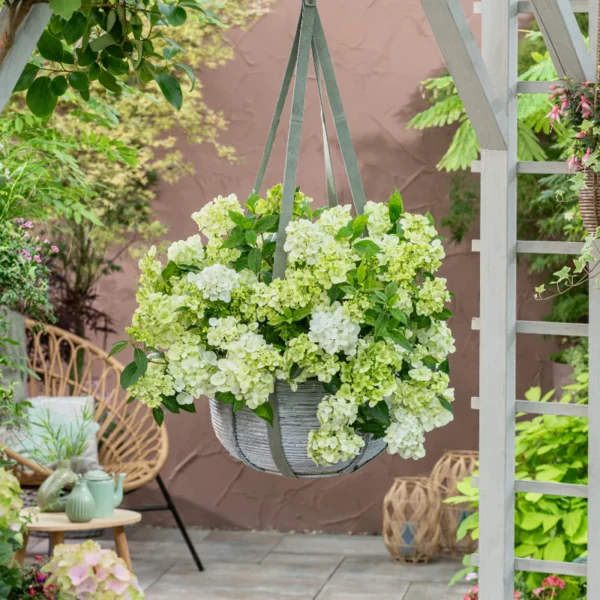 kaskades hortenzija cascade hydrangea fairytrail green