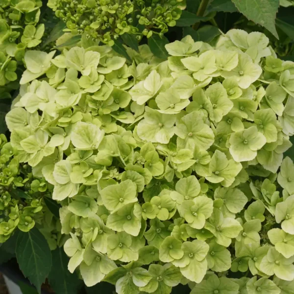 kaskades hortenzija cascade hydrangea fairytrail green