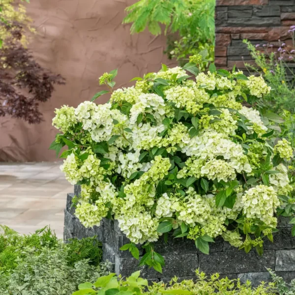 kaskades hortenzija cascade hydrangea fairytrail green