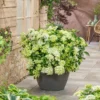kaskades hortenzija cascade hydrangea fairytrail green