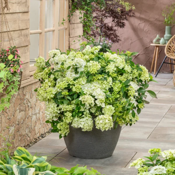 kaskades hortenzija cascade hydrangea fairytrail green