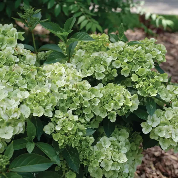 kaskades hortenzija cascade hydrangea fairytrail green