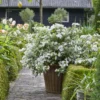 kaskades hortenzija cascade hydrangea fairytrail white