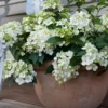 kaskades hortenzija cascade hydrangea fairytrail white