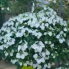 kaskades hortenzija cascade hydrangea fairytrail white