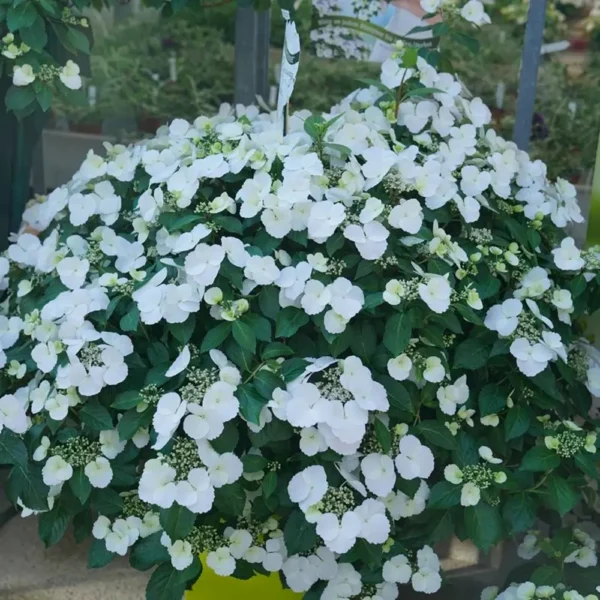 kaskades hortenzija cascade hydrangea fairytrail white