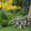 kaskades hortenzija cascade hydrangea fairytrail white