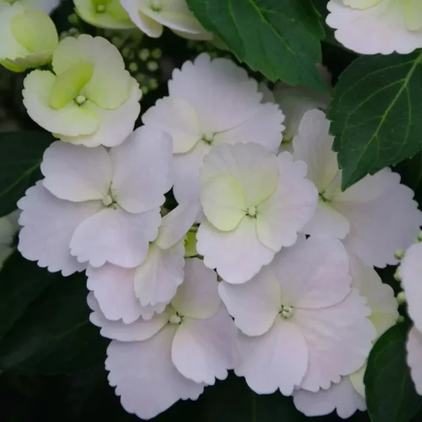 kaskades hortenzija cascade hydrangea fairytrail white
