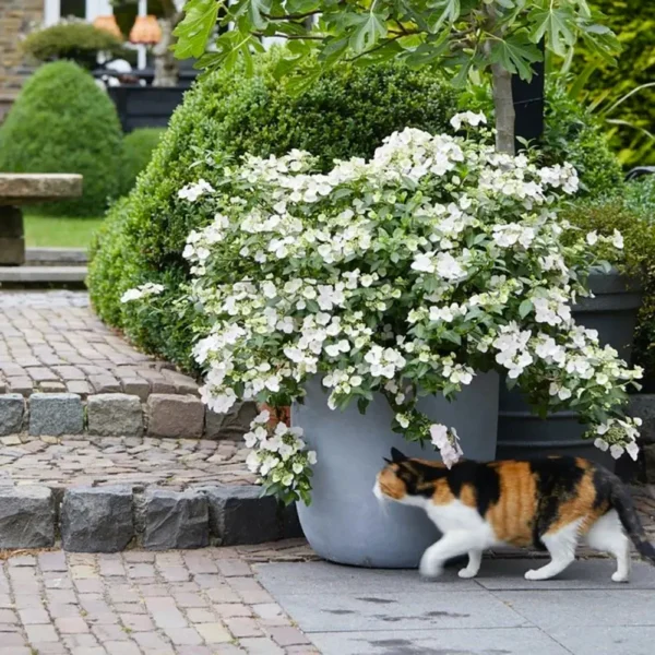 kaskades hortenzija cascade hydrangea fairytrail white
