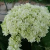 kokveida-hortenzija-hayes-starburst-2 kokveida hortenzija hayes starburst