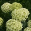 kokveida hortenzija hydrangea arborescens bella ragazza limetta