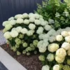 kokveida hortenzija hydrangea arborescens bella ragazza limetta