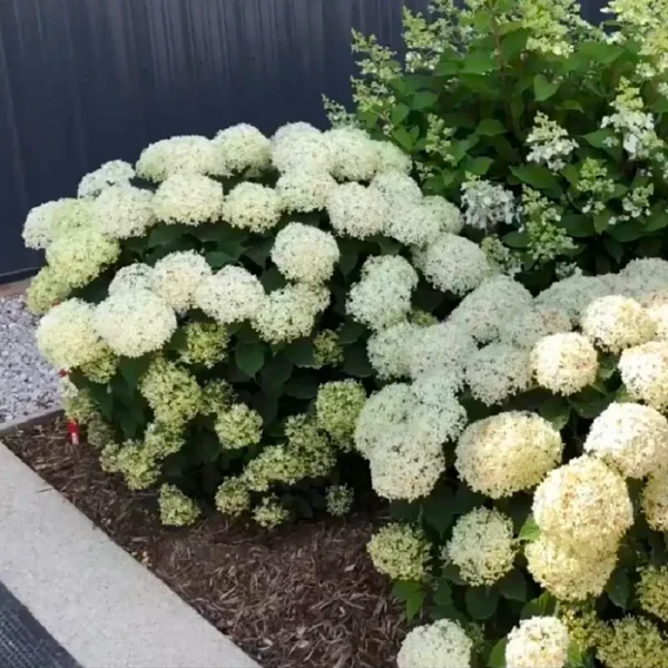 kokveida hortenzija hydrangea arborescens bella ragazza limetta