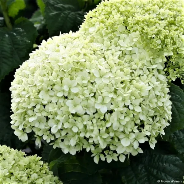 kokveida hortenzija hydrangea arborescens bella ragazza limetta