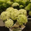 kokveida hortenzija hydrangea arborescens bella ragazza limetta