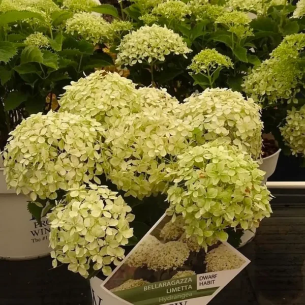 kokveida hortenzija hydrangea arborescens bella ragazza limetta