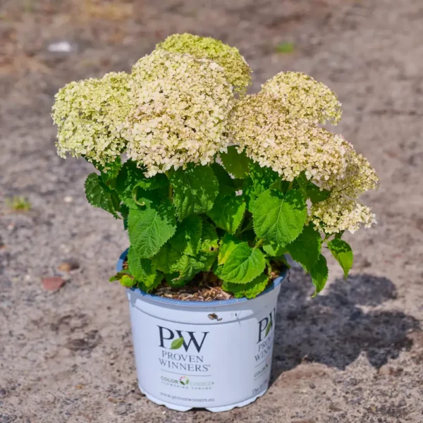 kokveida hortenzija hydrangea arborescens bella ragazza limetta