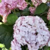 kokveida hortenzija hydrangea arborescens candybelle bubble gum