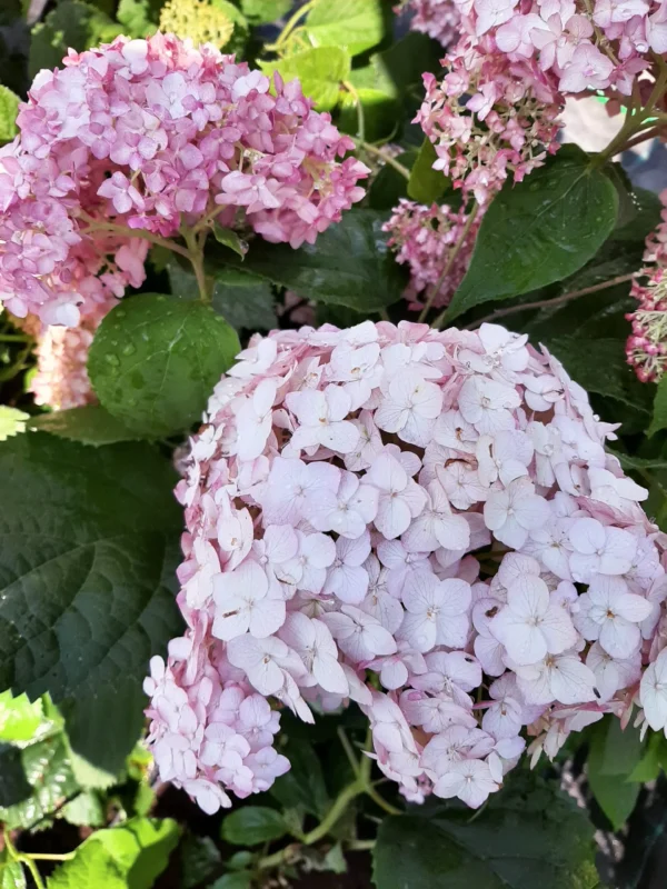 kokveida hortenzija hydrangea arborescens candybelle bubble gum