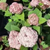 kokveida hortenzija hydrangea arborescens candybelle bubble gum