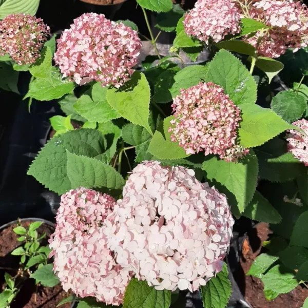 kokveida hortenzija hydrangea arborescens candybelle bubble gum