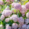 kokveida hortenzija hydrangea arborescens candybelle bubble gum